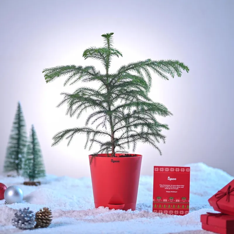 UGAOO Indian Christmas Tree Indoor Live Plant with self watering pot – Medium Rs. 169