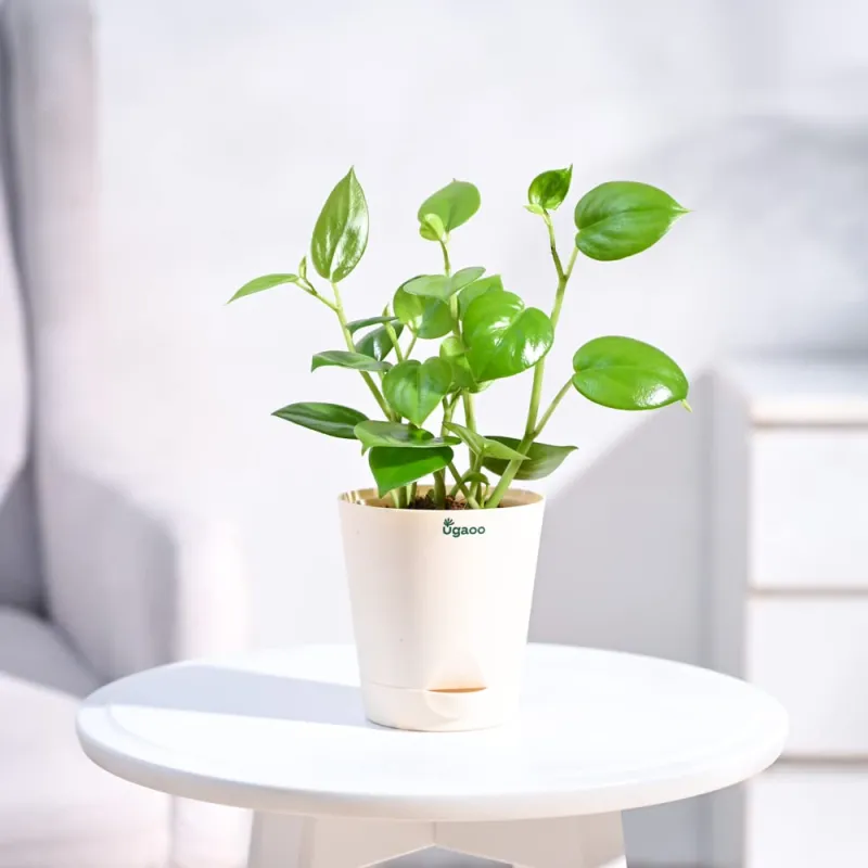 UGAOO Peperomia Green Creeper Plant Succulent Live Plant with Pot Rs. 99