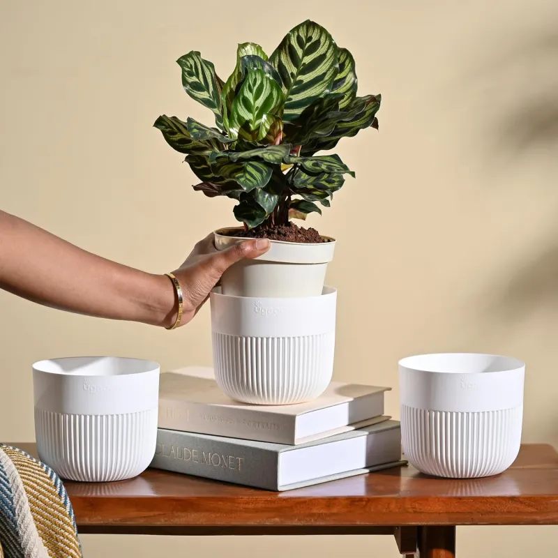 UGAOO York 5 Inch White Pots for Indoor Plants, Set of 3 – Flower Pot for Living Room, Planters for Home Decor, White Planter Rs. 109