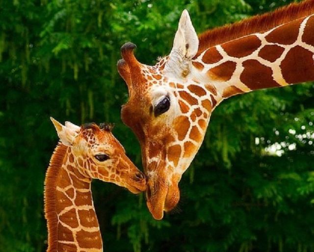 18 Adorable Animals To Make Your Day Orangish