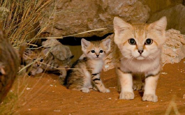 10 Rare Wild Cats That Are Incredibly Beautiful