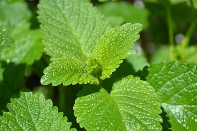 10 Most Healthy Herbs You Can Grow At Home