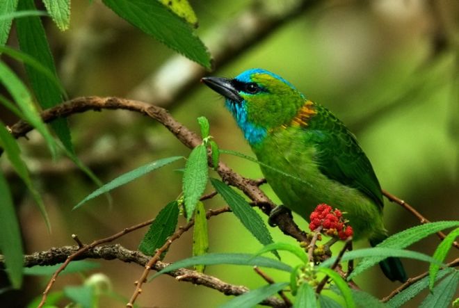 15 Beautiful Birds Found In The Borneo Region