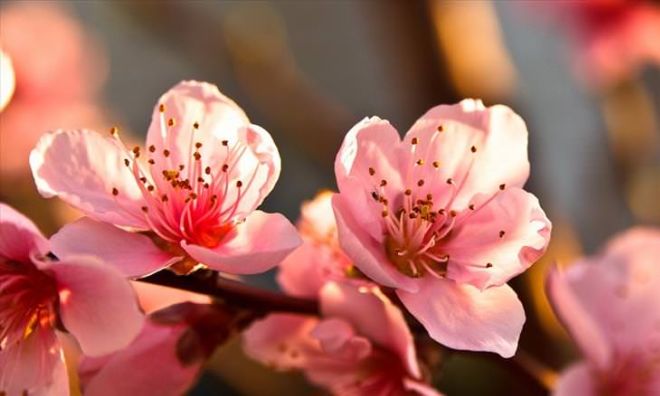 Fruit Tree Flowers Are A Beautiful Gift From Nature | Funotic.com