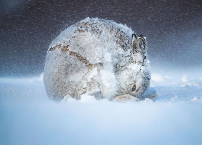 16 Incredible Photos Of Nature From The Big Picture 2020 Photography Competition