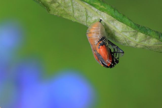 The Butterfly (Story)