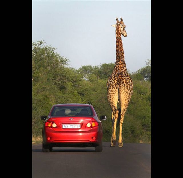 Beautiful Animals You Can See On An African Safari