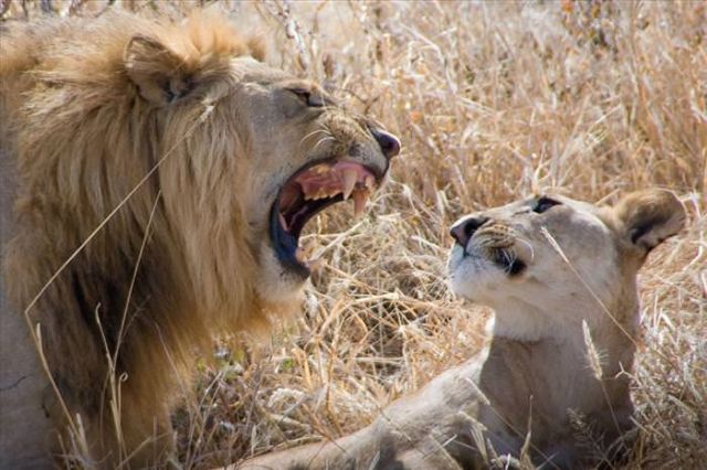 Beautiful Animals You Can See On An African Safari