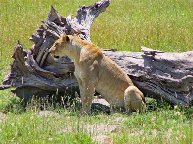 Beautiful Animals You Can See On An African Safari
