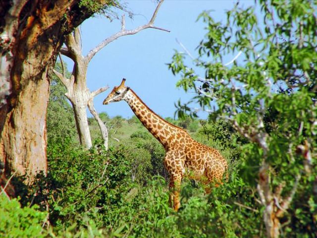 Beautiful Animals You Can See On An African Safari