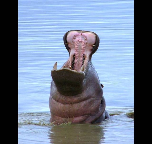 Beautiful Animals You Can See On An African Safari