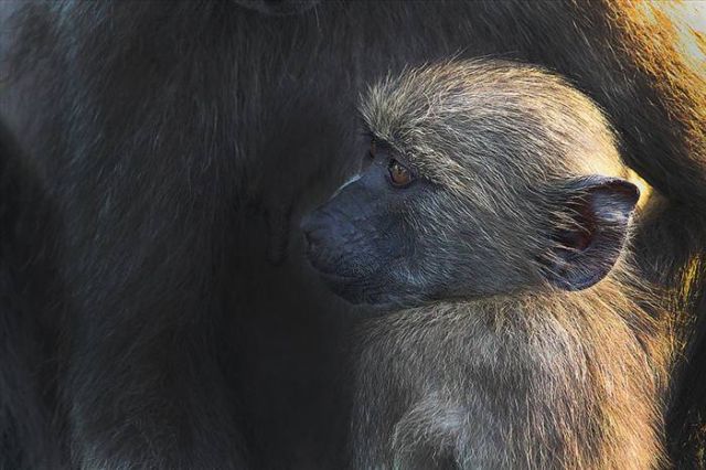 Beautiful Animals You Can See On An African Safari