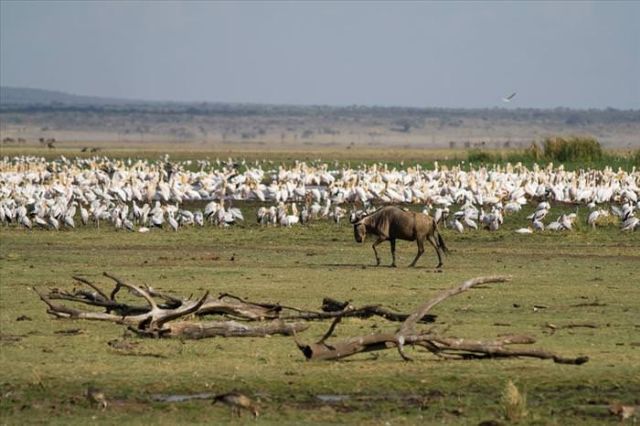 Beautiful Animals You Can See On An African Safari