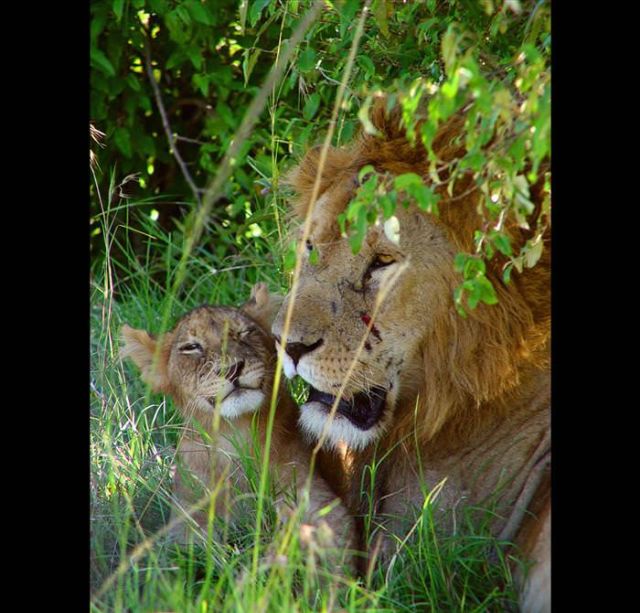 Beautiful Animals You Can See On An African Safari