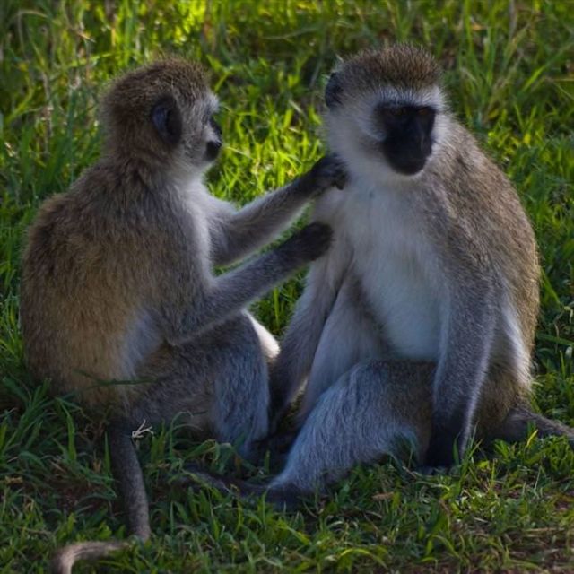 Beautiful Animals You Can See On An African Safari