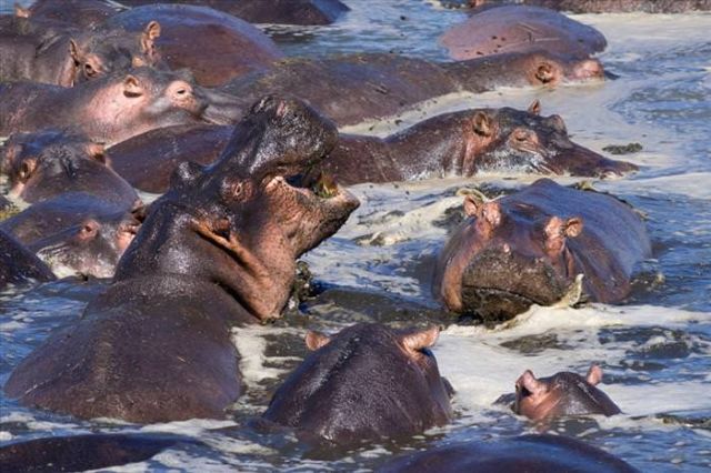 Beautiful Animals You Can See On An African Safari