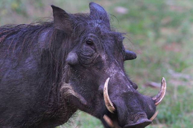 Beautiful Animals You Can See On An African Safari