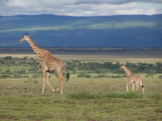 Beautiful Animals You Can See On An African Safari