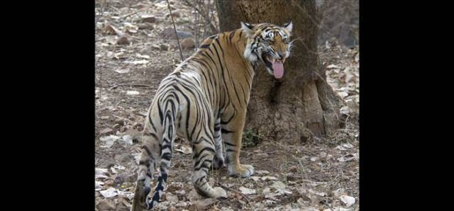 Beautiful Animals You Can See On An African Safari