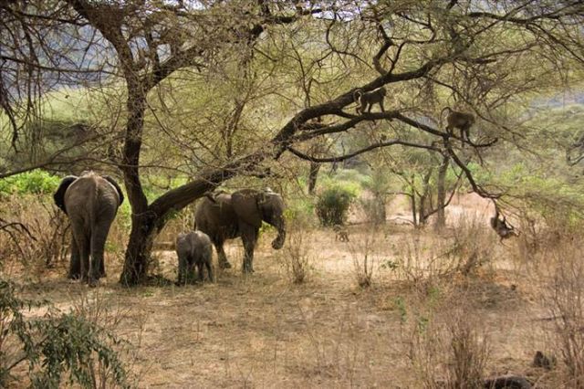 Beautiful Animals You Can See On An African Safari
