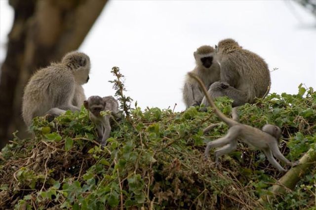 Beautiful Animals You Can See On An African Safari