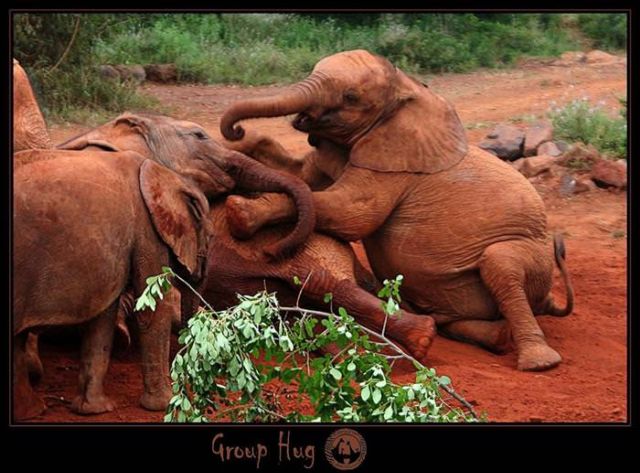 Beautiful Animals You Can See On An African Safari