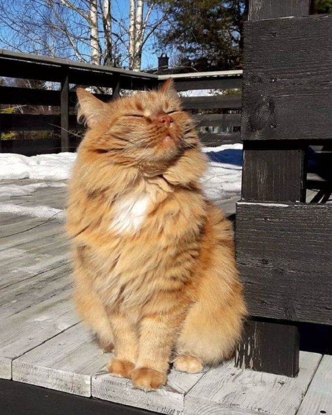 17 Pictures Of Adorable Animals Soaking Up The Sunshine