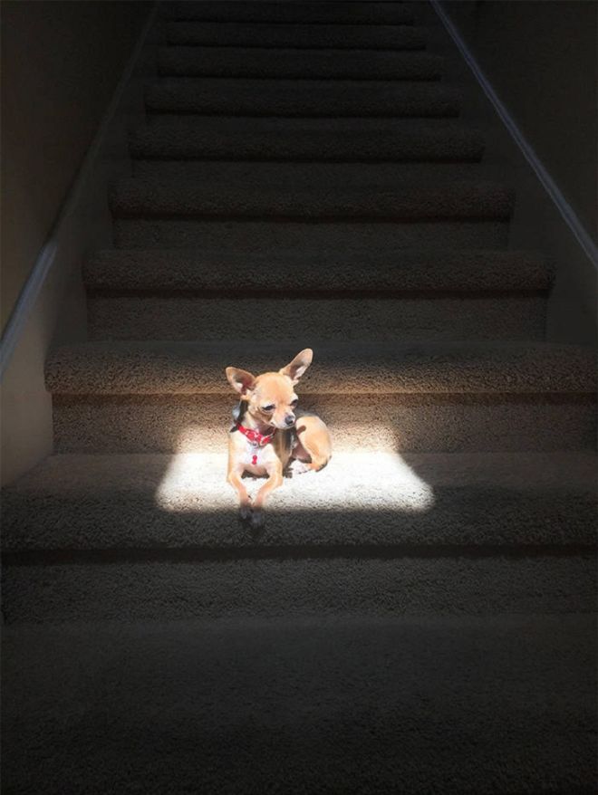 17 Pictures Of Adorable Animals Soaking Up The Sunshine