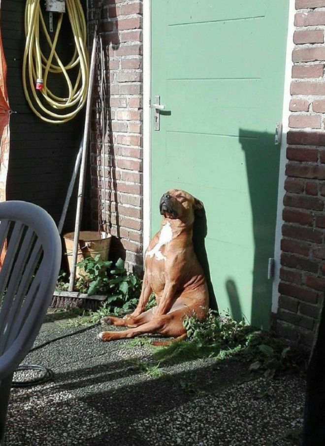 17 Pictures Of Adorable Animals Soaking Up The Sunshine