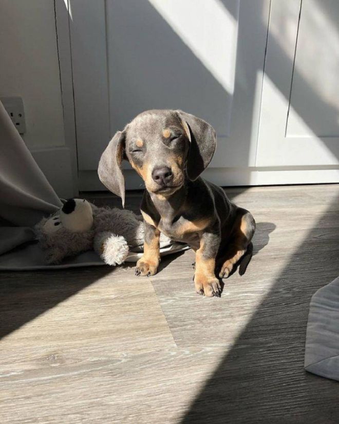 17 Pictures Of Adorable Animals Soaking Up The Sunshine