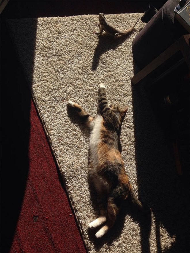 17 Pictures Of Adorable Animals Soaking Up The Sunshine
