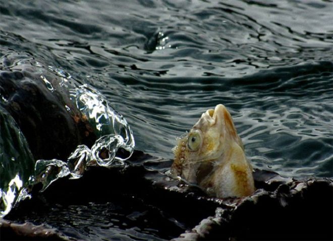 15 Most Hilarious Wildlife Photos Ever Taken