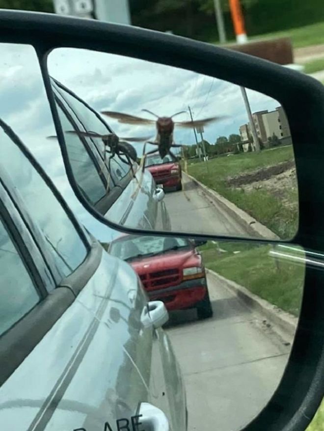 15 Most Hilarious Wildlife Photos Ever Taken