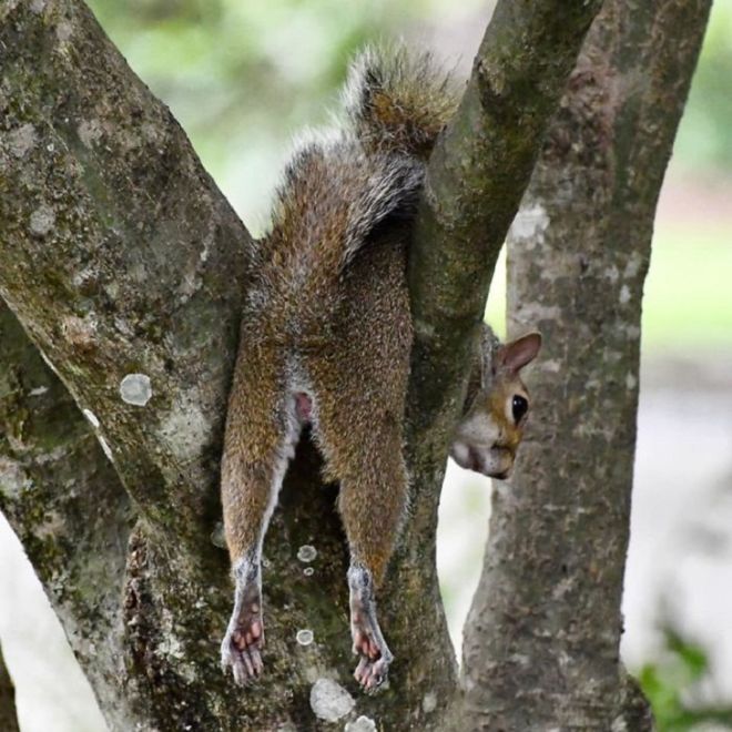 15 Most Hilarious Wildlife Photos Ever Taken